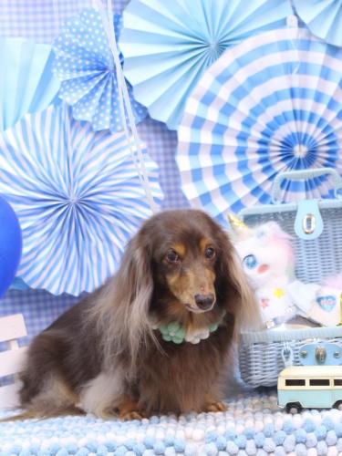 20231126ココアちゃん